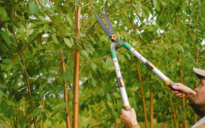 Tree trimming in Pittsville, WI